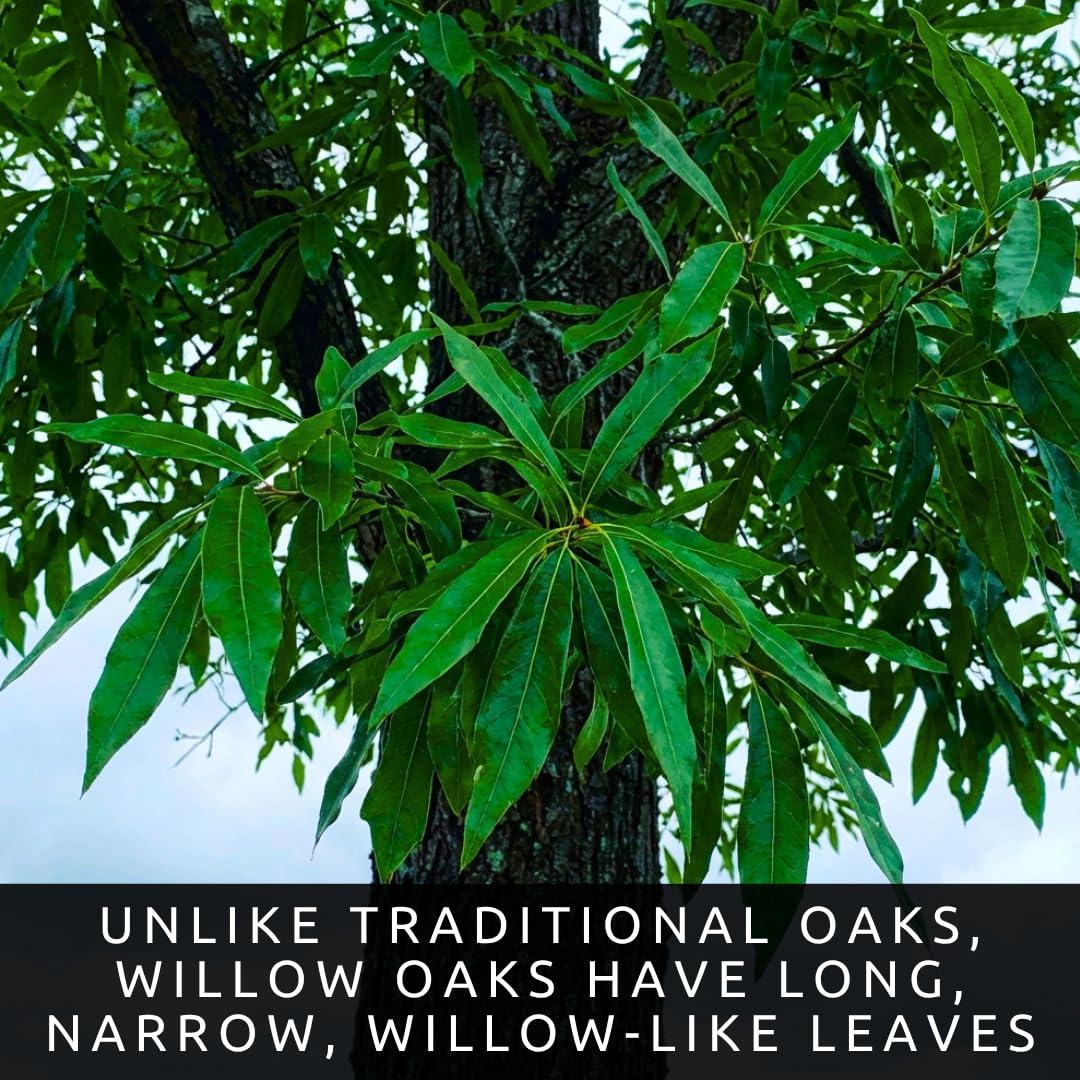3 Willow Oak Trees Live Plants Bare Root – Quercus phellos Seedlings – Fast Growing Shade Trees for Landscaping, Privacy Screens, Yard Planting & Native Outdoor Trees