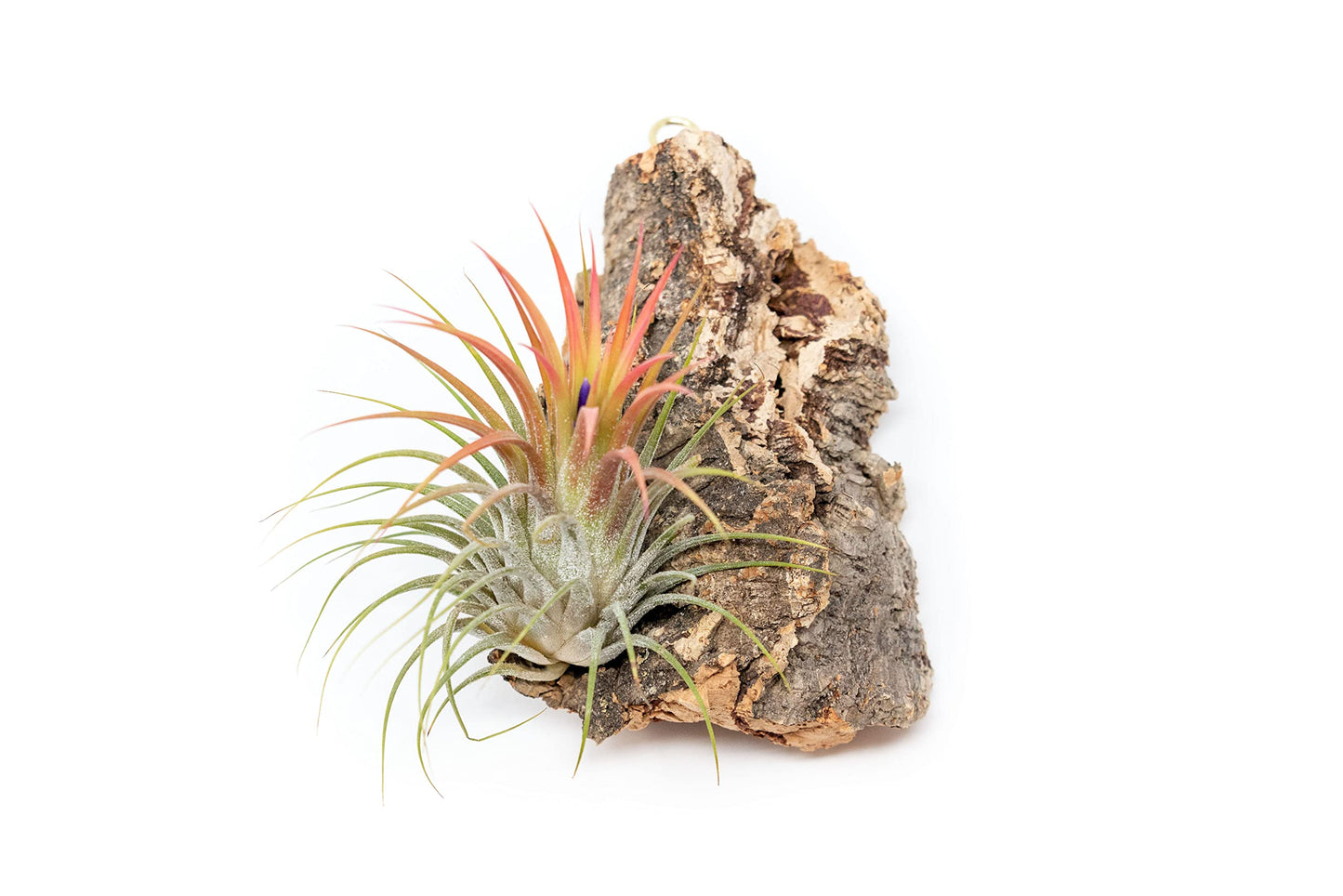 3 Small Chunk Natural Cork Bark DIY Kit with Three Assorted Air Plants, Glue and Hook - Live Tillandsia Succulent House Plant - Wholesale and Bulk - Easy Care Indoor and Outdoor Plants