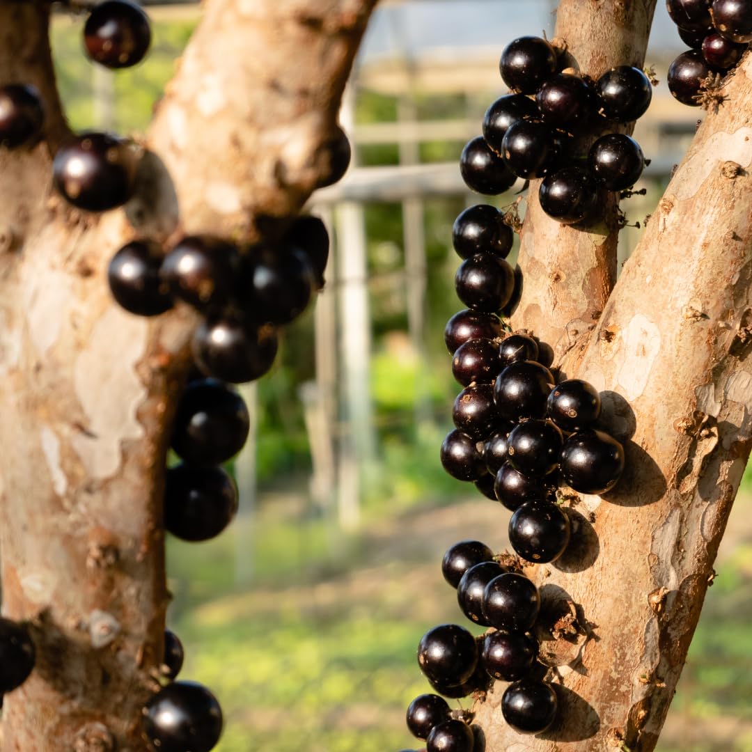 Live Jaboticaba Plant, Black Jabuticaba Tree, 2-3 Feet in 3 Gallon Pot, Brazilian Grapetree, Ready to Grow, No Shipto CA