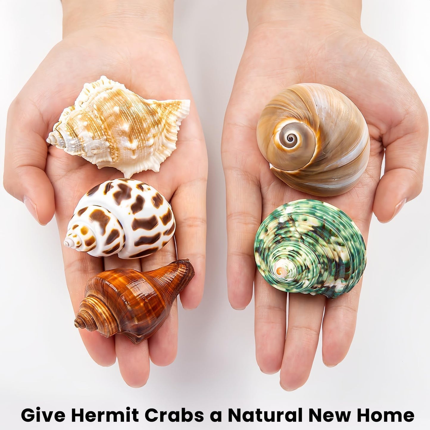 WeDoSoy 5PCS Hermit Crab Shells | Natural Sea Conch Size 2.1" - 2.8", Opening Size 0.9" - 1.5" | Medium Large Turbo Seashells for Hermit Crab Supplies and Beach Decoration Sea Shell