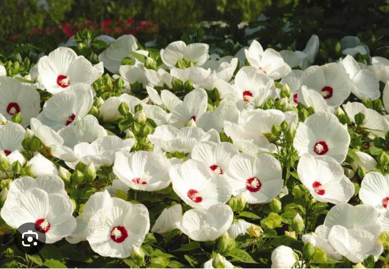 Live Plant - Luna White Hibiscus moscheutos-Small Rooted Starter Plant-Huge 8-10” Blooms