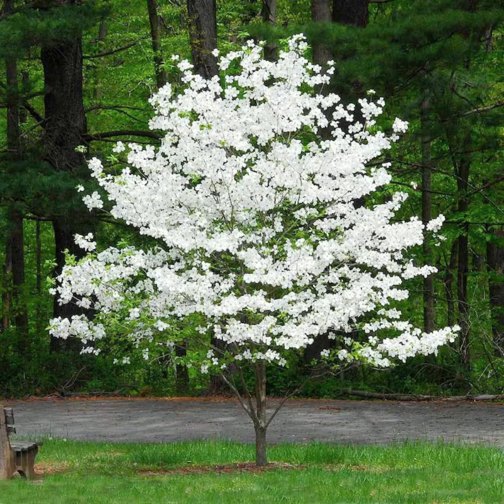 White Dogwood Tree Live Plant in Quart Pot, 8-10 Inches Tall, Dogwood Trees, White Flower for Spring Blooms