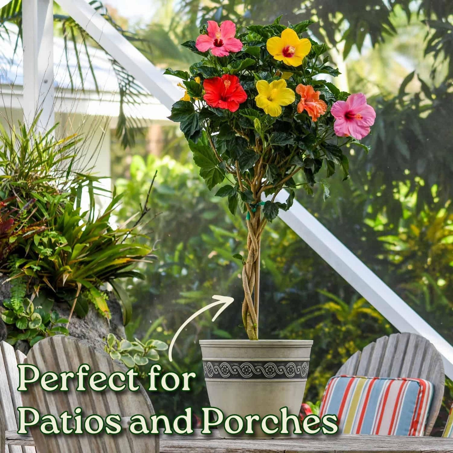 Braided Hibiscus Tree - Mixed (3 to 4 Flower Colors) - Overall Height 36" to 42" - Tropical Plants of Florida