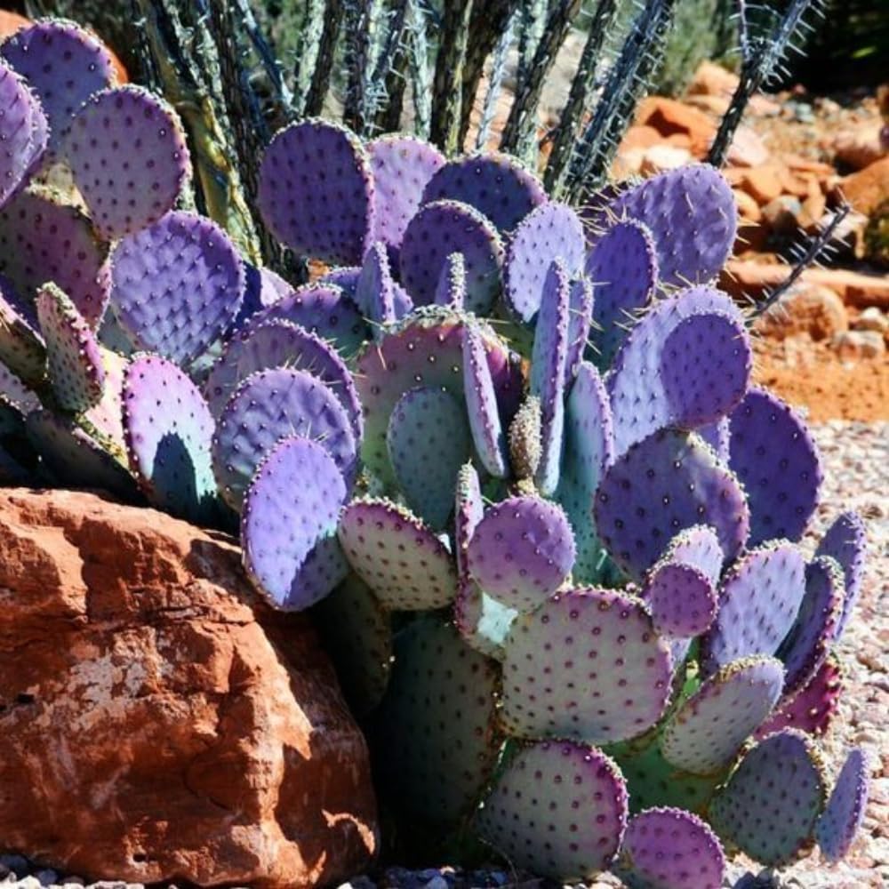 Purple Prickly Pear Cactus Live Plant, in 3.5" Pot, Hardy Purple Cactus for Outdoor or Indoor Growing