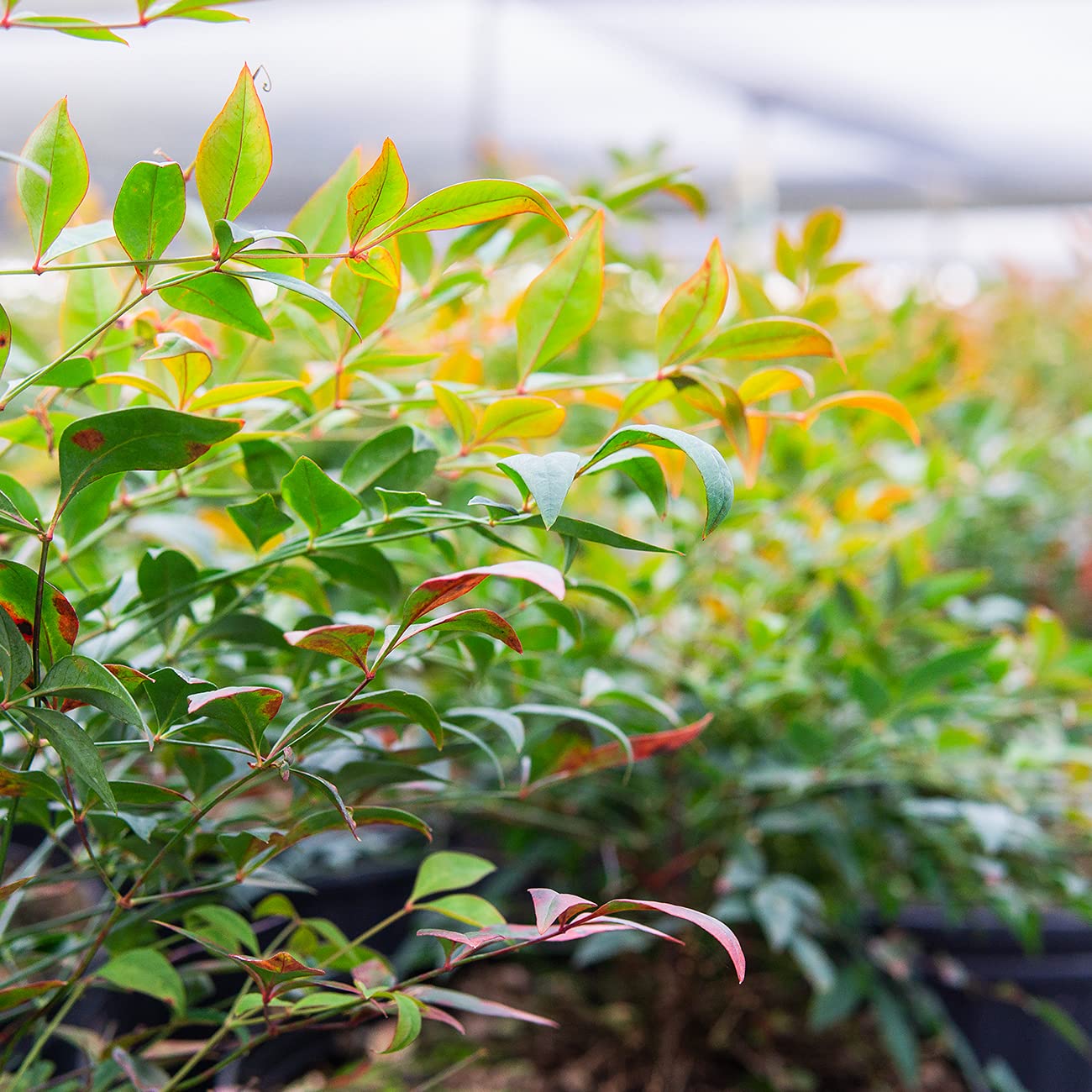 PERFECT PLANTS Gulfstream Nandina 3 Gal. Pot | Heavenly Bamboo | Low Maintenance | Vibrant Color Changing Foliage