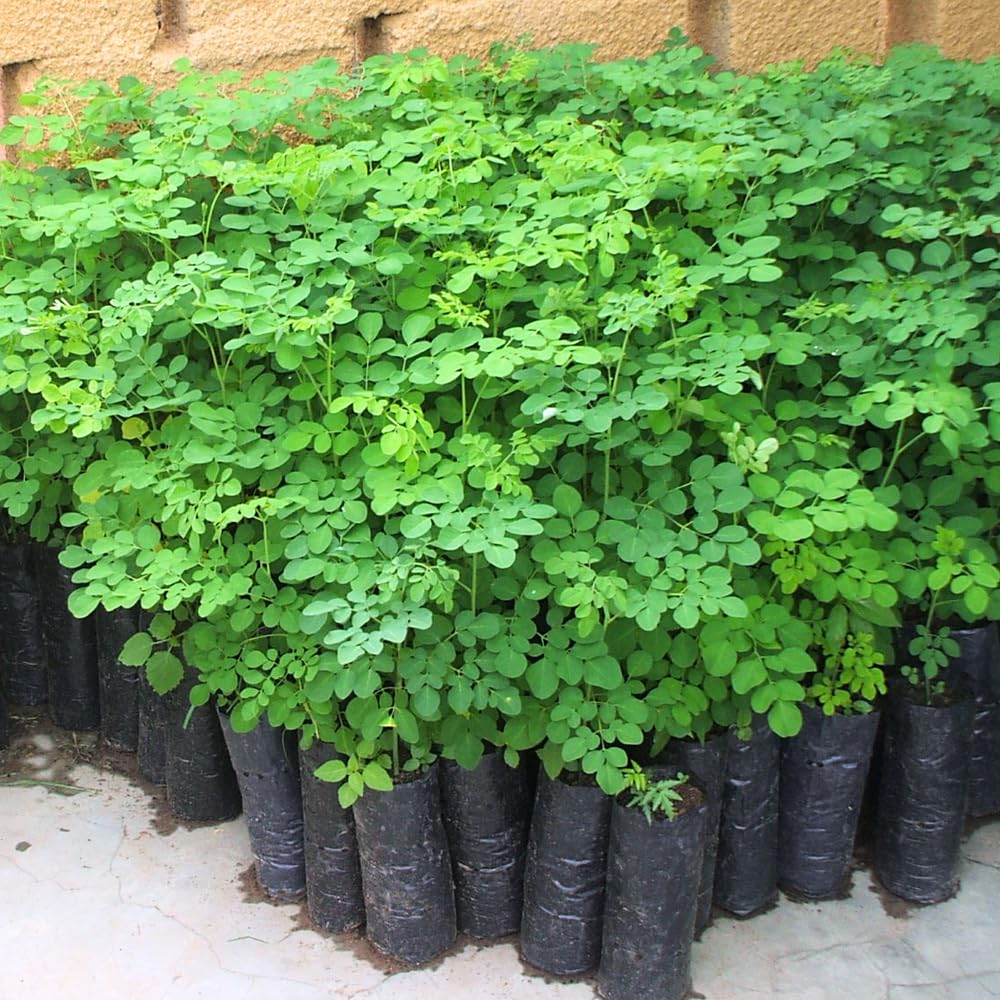 Dwarf Moringa Tree Plant Live, Moringa Oleifera Tree, Malunggay Plant Live for Planting, Drumstick Malunggay Live, in 4" Pot