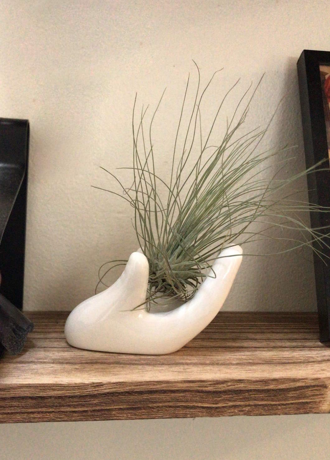Dahey Mini Air Plant Holder Cute Ceramic Hand Shape Stand Airplants Tillandsia Small Container Pot Plant Decorative Home Decor for Desk Table Shelf, White, 1 Pack (No Plant Included)
