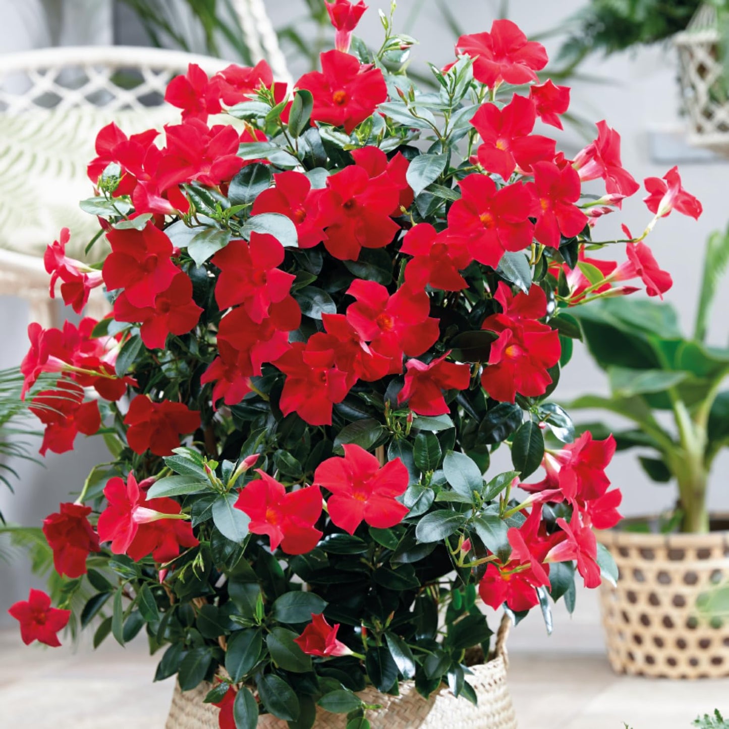 2 Red Mandevilla Plants Live, Mandevilla Vine Plants Well Rooted 4-7" Tall, Mandevilla Flowers