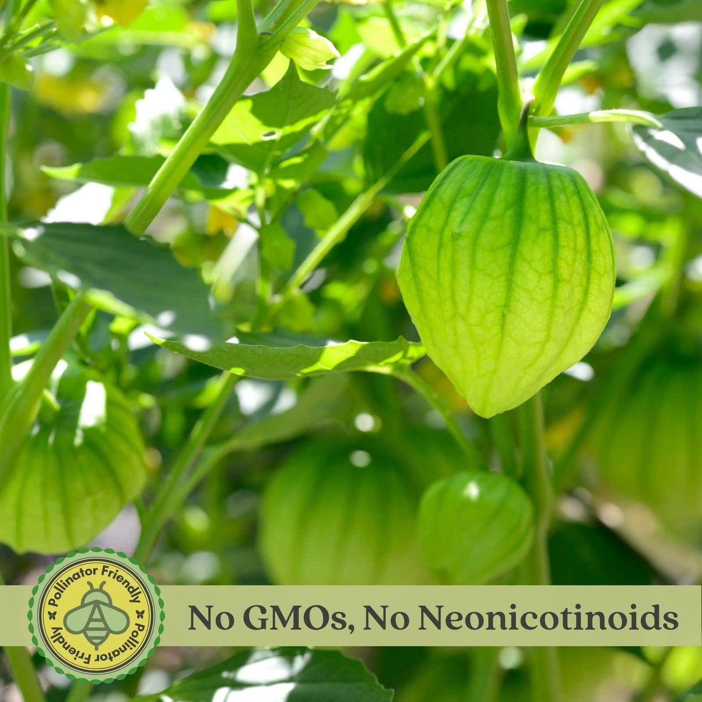 Clovers Garden Tomatillo Plants – Two (2) Live Plants – Non-GMO - Not Seeds - Each 4" to 8" Tall – in 4" Inch Pots – Must Have for Salsa Verde