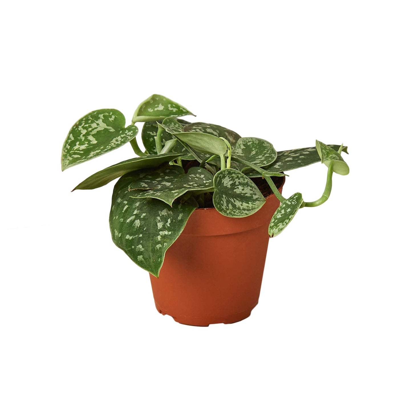 Pothos Satin | Live Plant for Indoor & Outdoor | for Living Room, Office, Bathroom | (4" Pot)