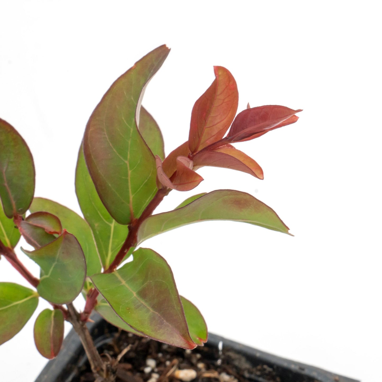 2 Red Rocket Crepe Myrtle, Live Plants (Lagerstroemia Indica) – Vibrant Red Blooms, Thriving in 2.5” Nursery Cubes