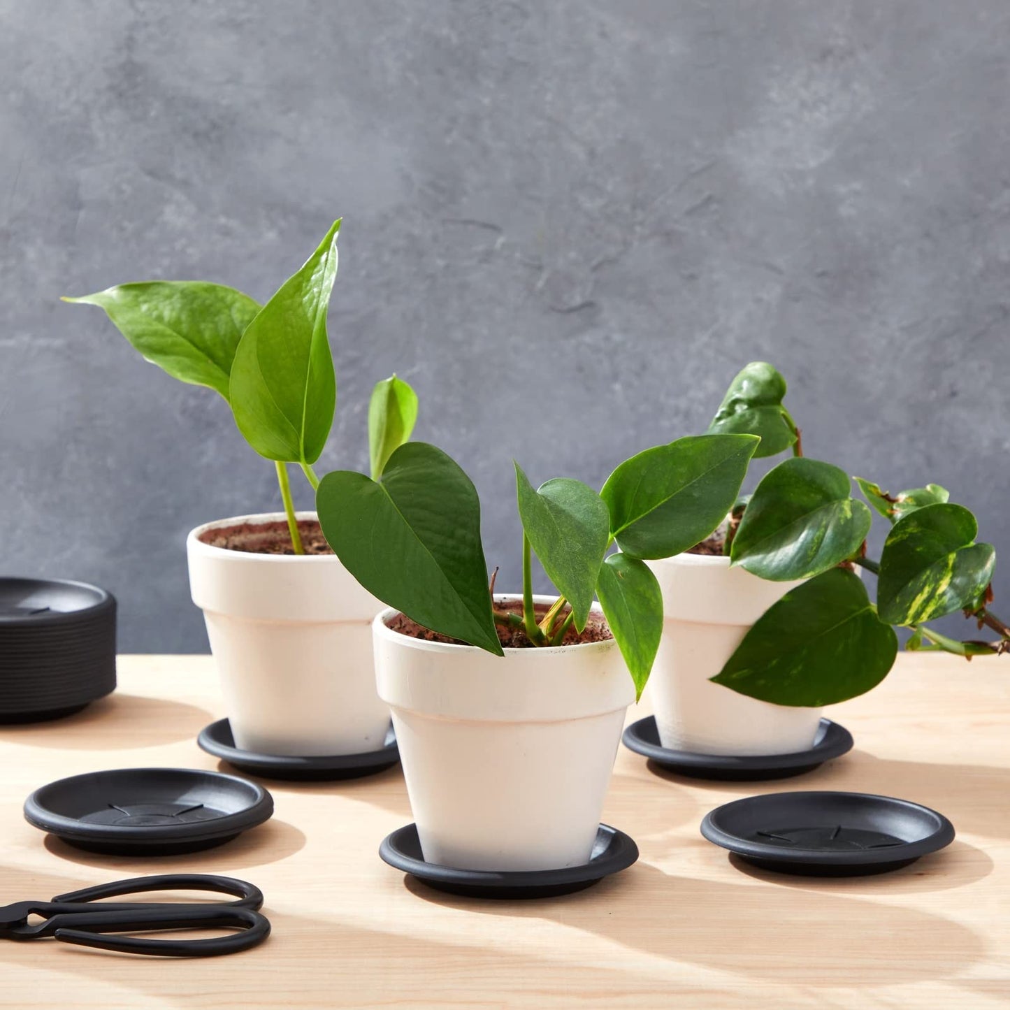 Juvale 24 Pack Small Plastic Plant Saucers for Pots, 4 Inch Drip Tray for Planter, Indoor, Outdoor Flowers (Black)