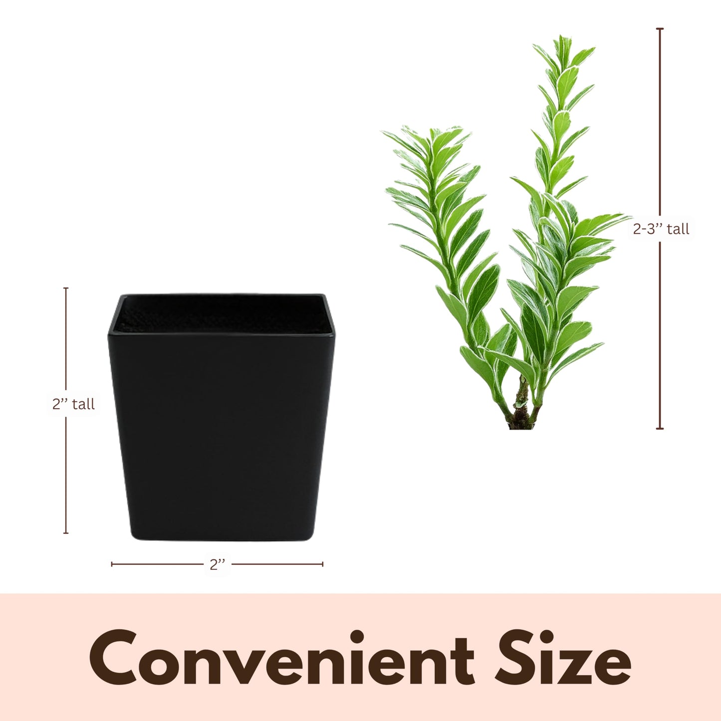 Variegated Boxwood Bonsai Starter Plant, Live Buxus Evergreen Shrub, Container Patio Accent Garden Plant 2 Inch Pot (1)