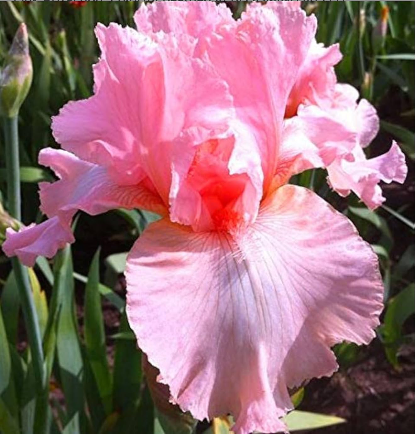 Superior Pink Attraction Bearded Iris Rhizomes/Roots/Bulbs (1 Each) - Amazon 30-Day Returnable Guarantee