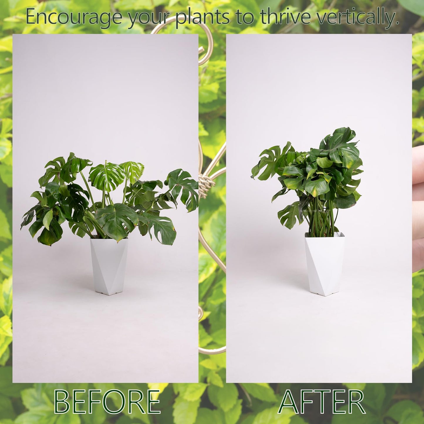Yohsnor Monstera Plant Stem Support Set of 5 - Durable 7.5in Indoor Stabilizers for Fishbone Cactus - Enhances Growth & Home Decor - Ideal Plant Care Solution