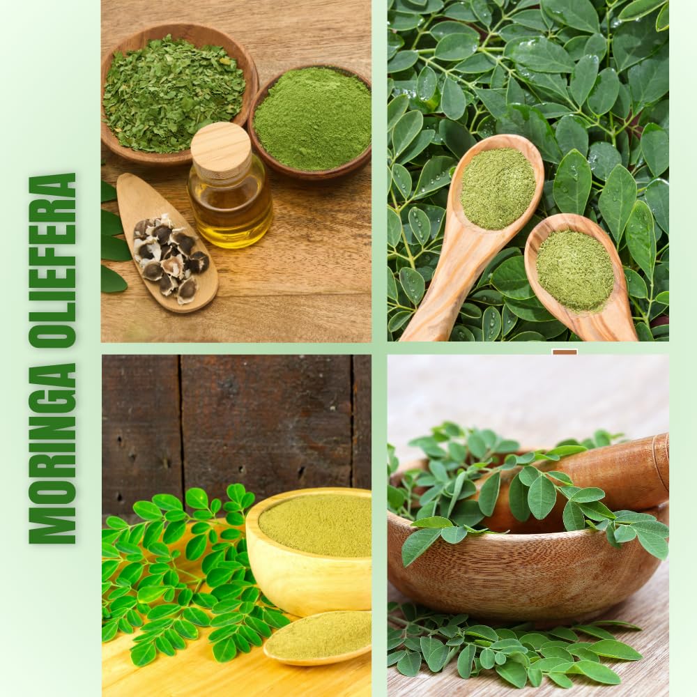 Moringa Plant Live in 4 Inch Pot, Moringa Oliefera Tree Live Plant from 4 to 7 Inches Tall for Outdoor Planting