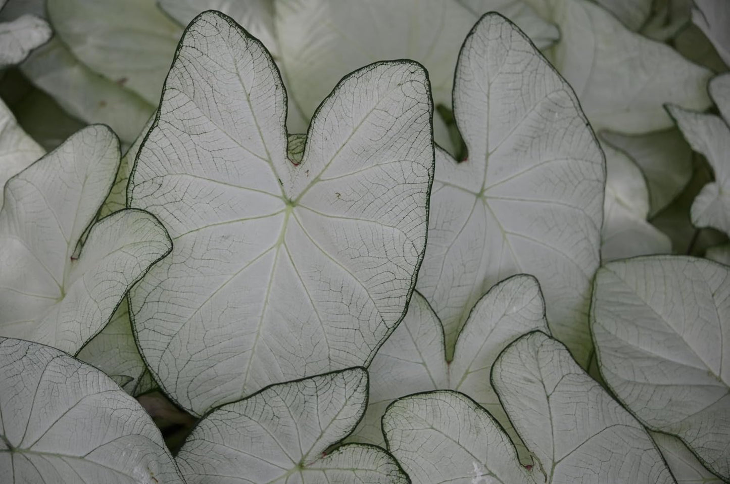 Garden White Fancy Caladium Bulbs for Planting - Exotic White Elephant Ears Bulbs (5 Bulbs)