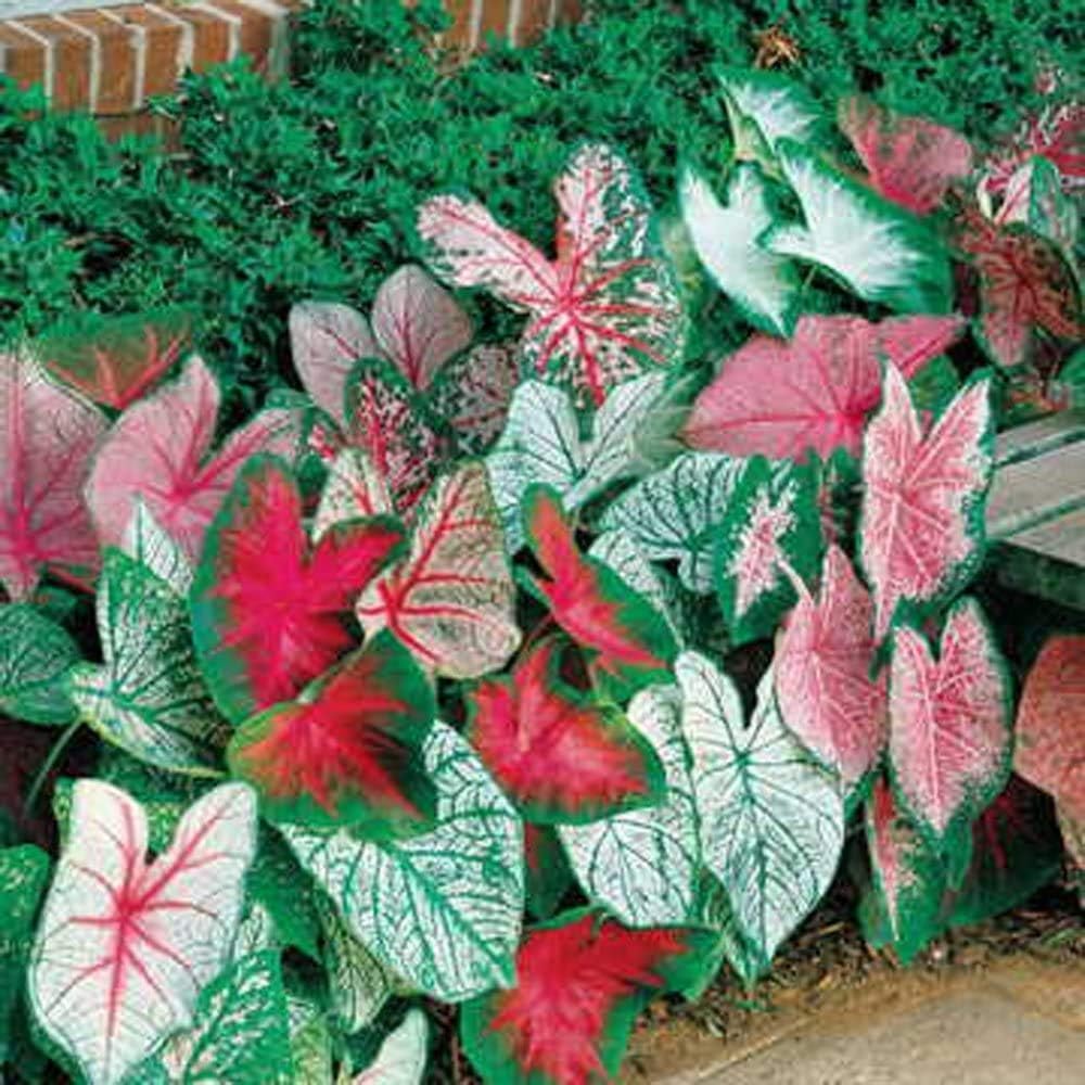 Bulk Mixed Caladium Bulbs for Planting - Perennial Hosta, Elephant Ears, Fancy (25 Bulbs)
