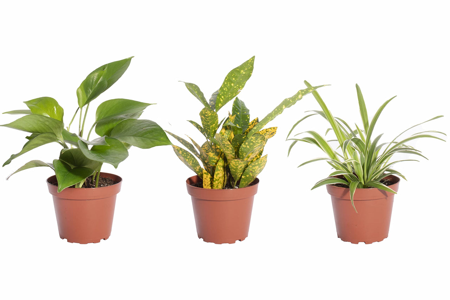 Shop Succulents | Standing Collection | Hand Selected, Air Purifying Mixed Bundle of Live Indoor/Outdoor House Plants