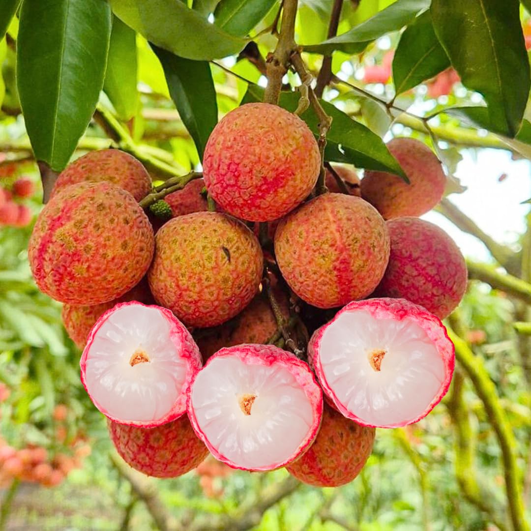 Live Sweetheart Lychee Fruit Tree, Perennial Tropical Lychee Fruit Trees, 3-4 Feet Tall in 3 Gallon Pot for Oudoor Garden, No Ship to CA