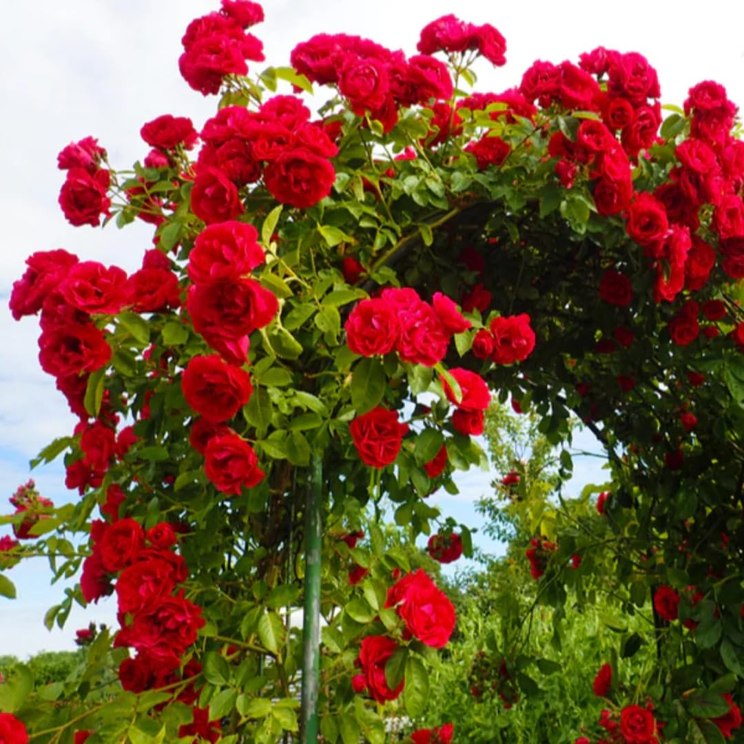 Red Climbing Rose Live Plant, Fragrant Rose Bush Ready to Plants, Zone 5 to 9, Size 3 to 5 Inches and Bare Root