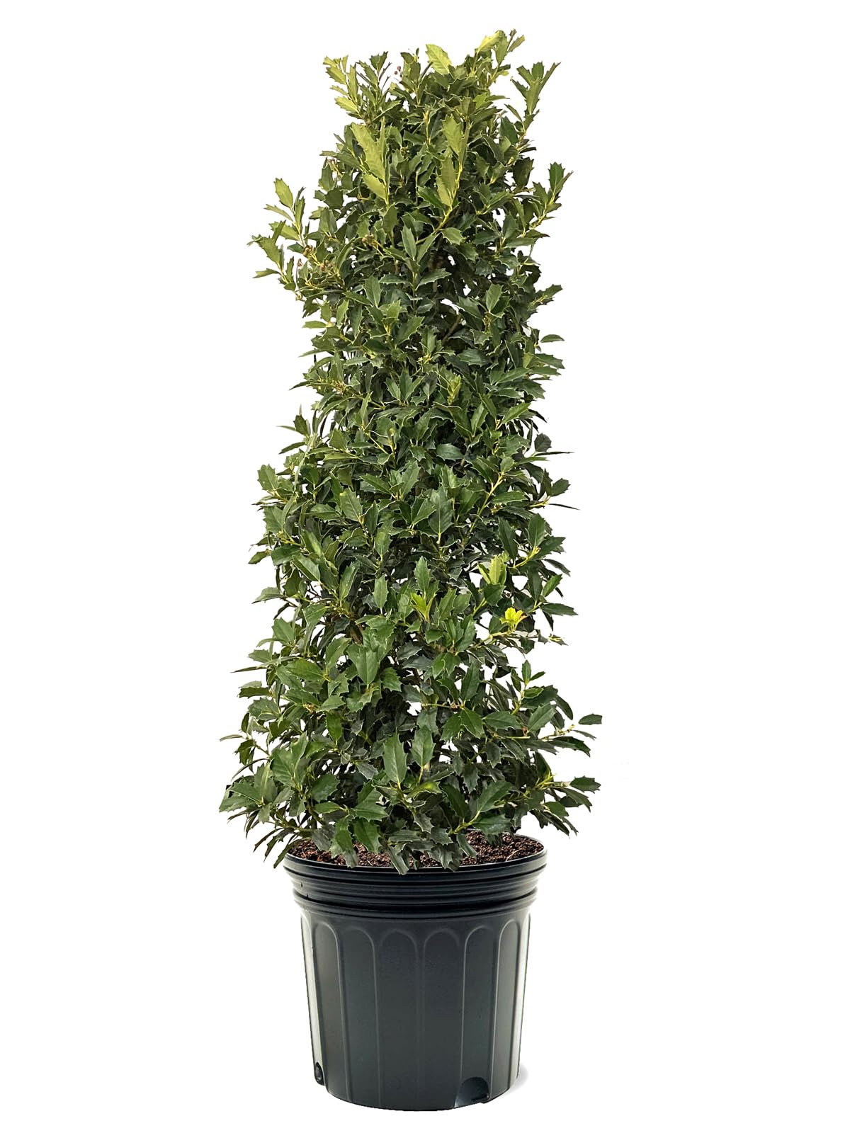 Generic Oak Leaf Holly, Emerald Green Foliage, Medium Growth Rate, Evergreen, 7 gal, Nursery Pot