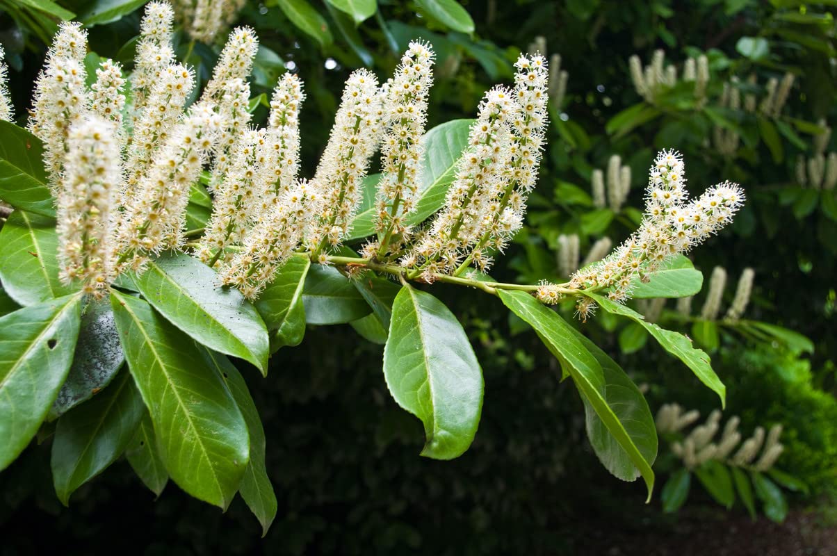 10 Cherry Laurel Trees Live Plants for Planting, Cherry Laurel Bush 6 to 12 Inc Height 2.5 Inc Pot, Laurel Plant Live Home Garden