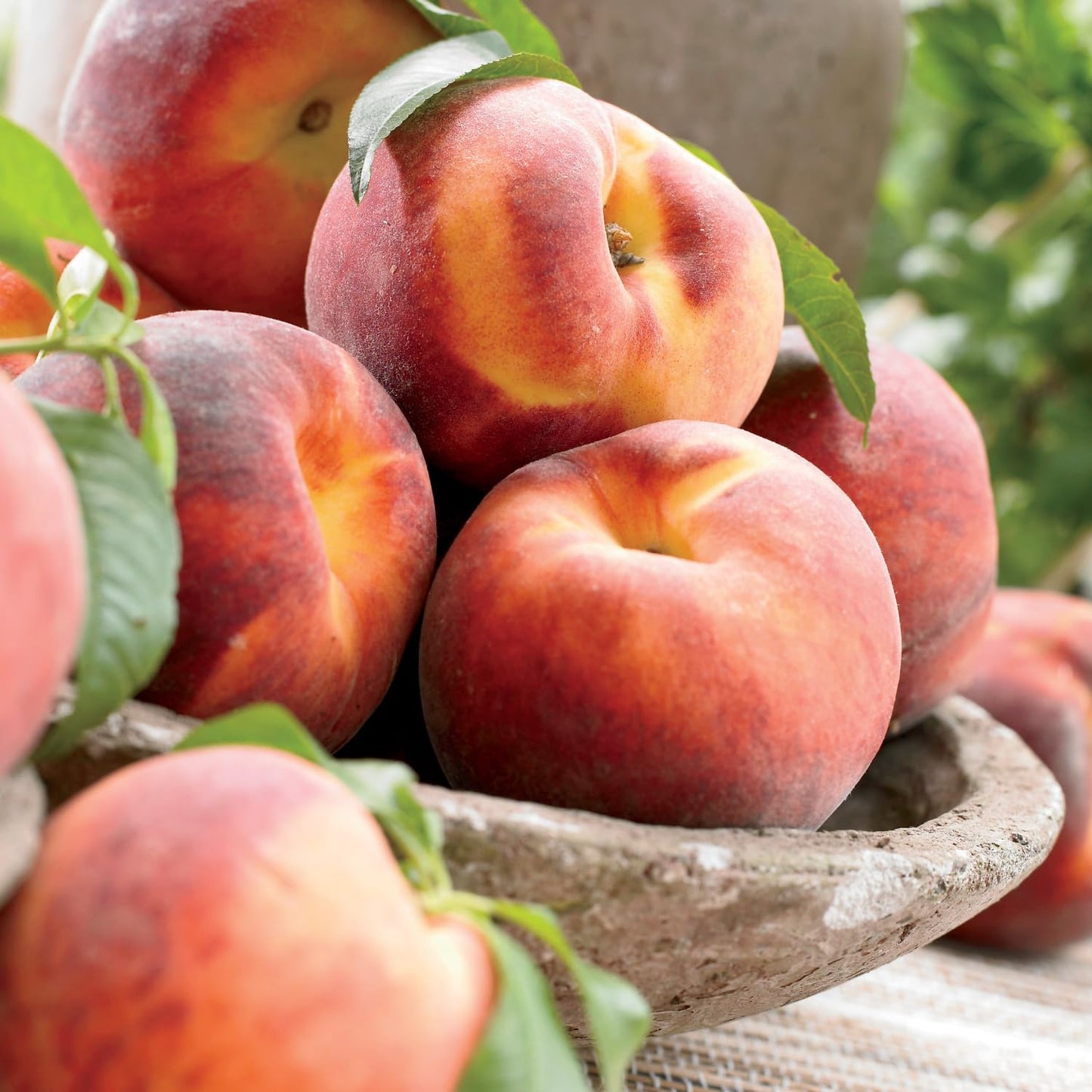 GURNEY'S - Red Haven Peach Dormant Bare Root Starter Fruit Tree - Due to restrictions Can't Ship to CA, CO, ID, MT, OR, or WA