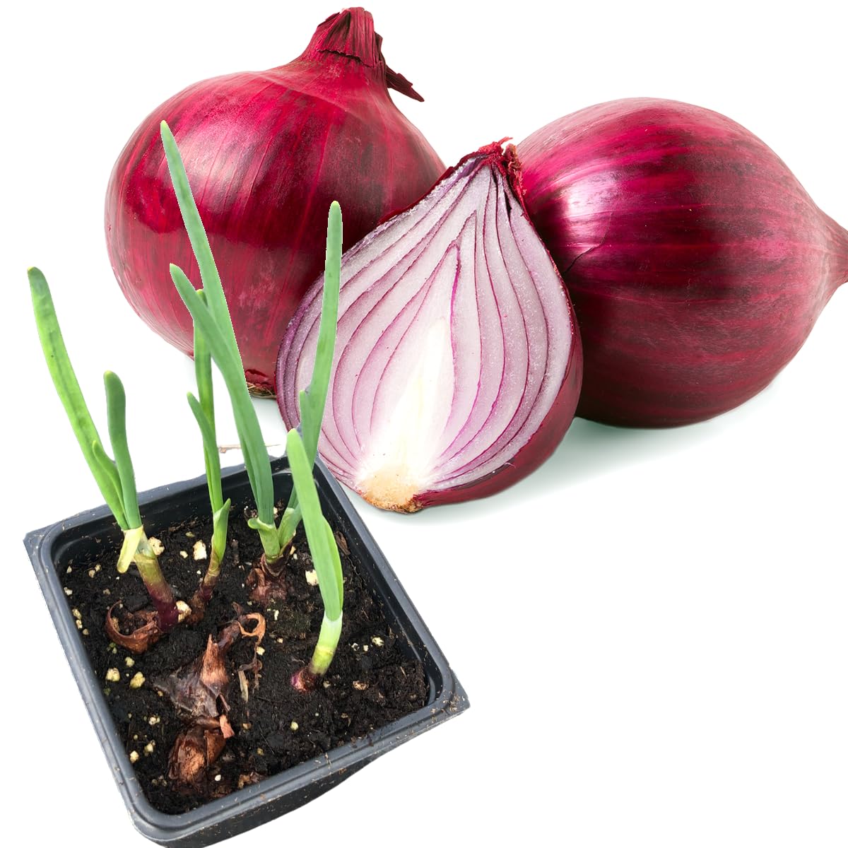 Smoke Camp Crafts Live Red Onion Plants (Allium cepa) in 2.5 inch Pot for Fresh Green Onions or Planting for Seed