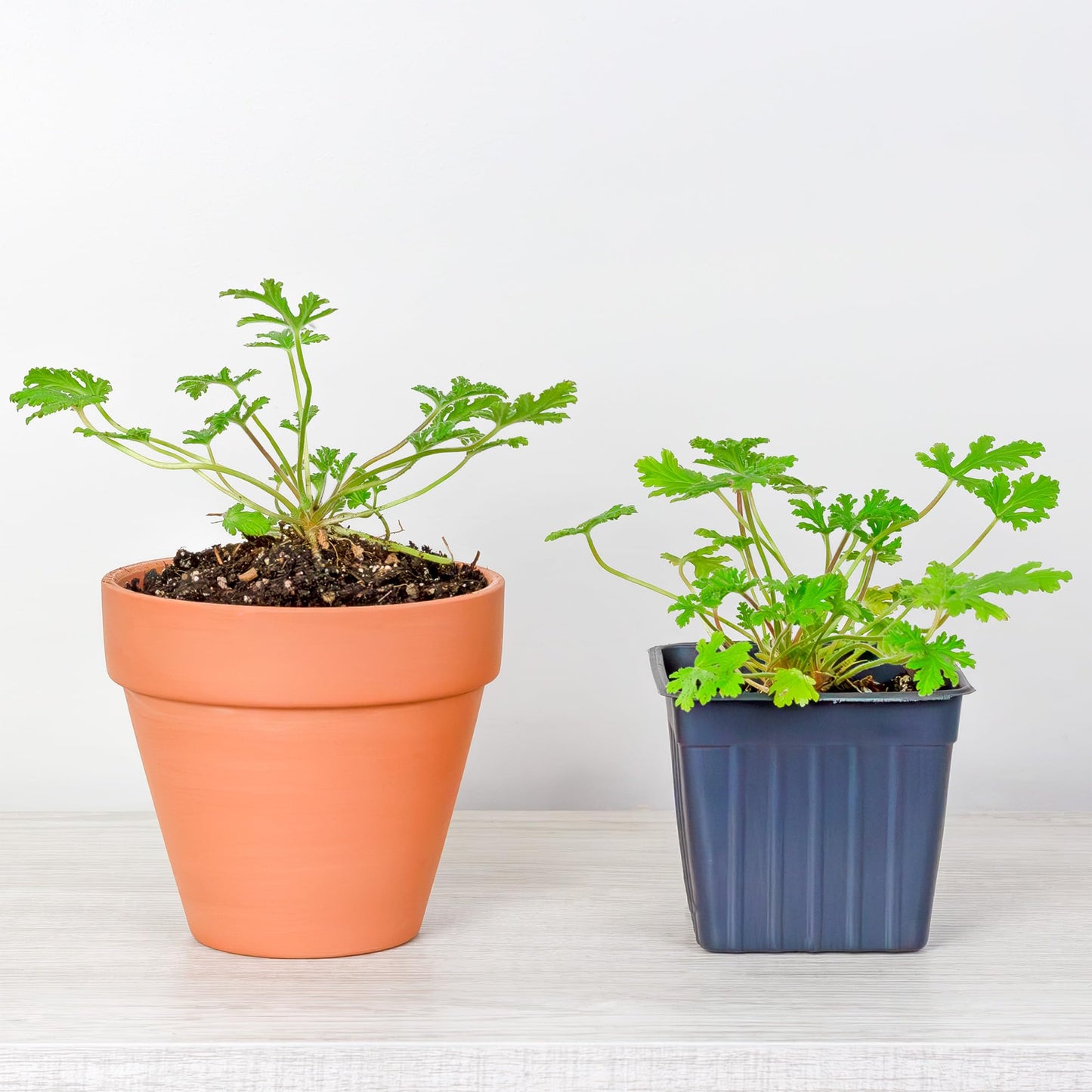 Live Citronella Geranium Plants (6-Pack); Pelargonium Citronella Scented Potted Plants