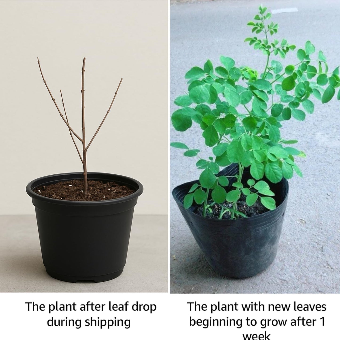 Live Malunggay Plant Potted, Moringa Oleifera Live Tree, 6-8" in Tall Drumstick Horseradish Trees Herb for Planting, 7 Months Old Tree
