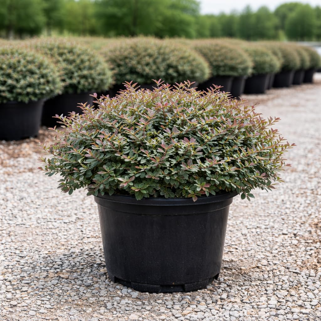 Cinnamon Girl® Distylium 3-Gallon
