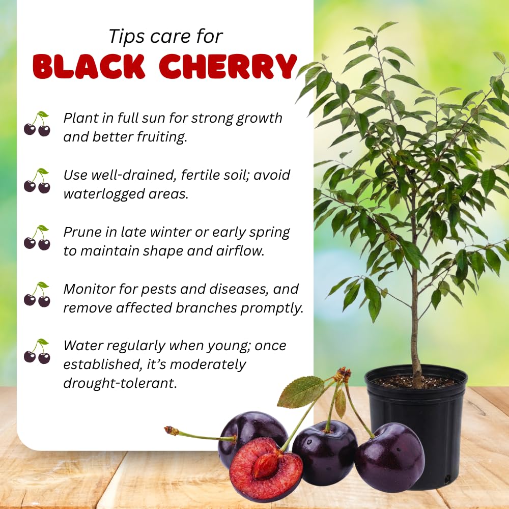 Set 2 Black Cherry Trees Live Plant, Sweet Cherry Plant Live, Wild Black Cherry Tree Plant from 1 Feet Tall