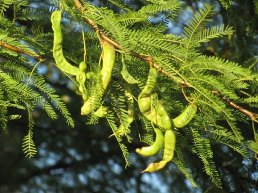 20 Thornless Argentine Mesquite Tree Seeds Prosopis alba CS