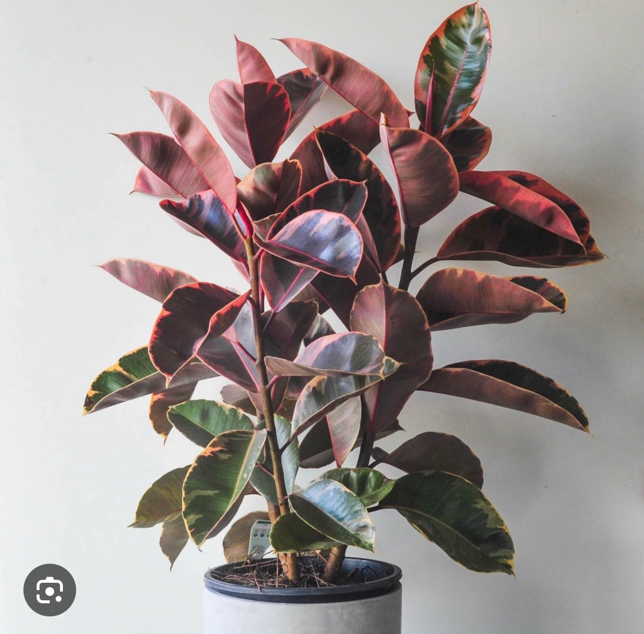 Live Plant - Ruby Rubber Tree-Ficus Elastics-Small Rooted Starter Plant-Pink Variegated Leaf