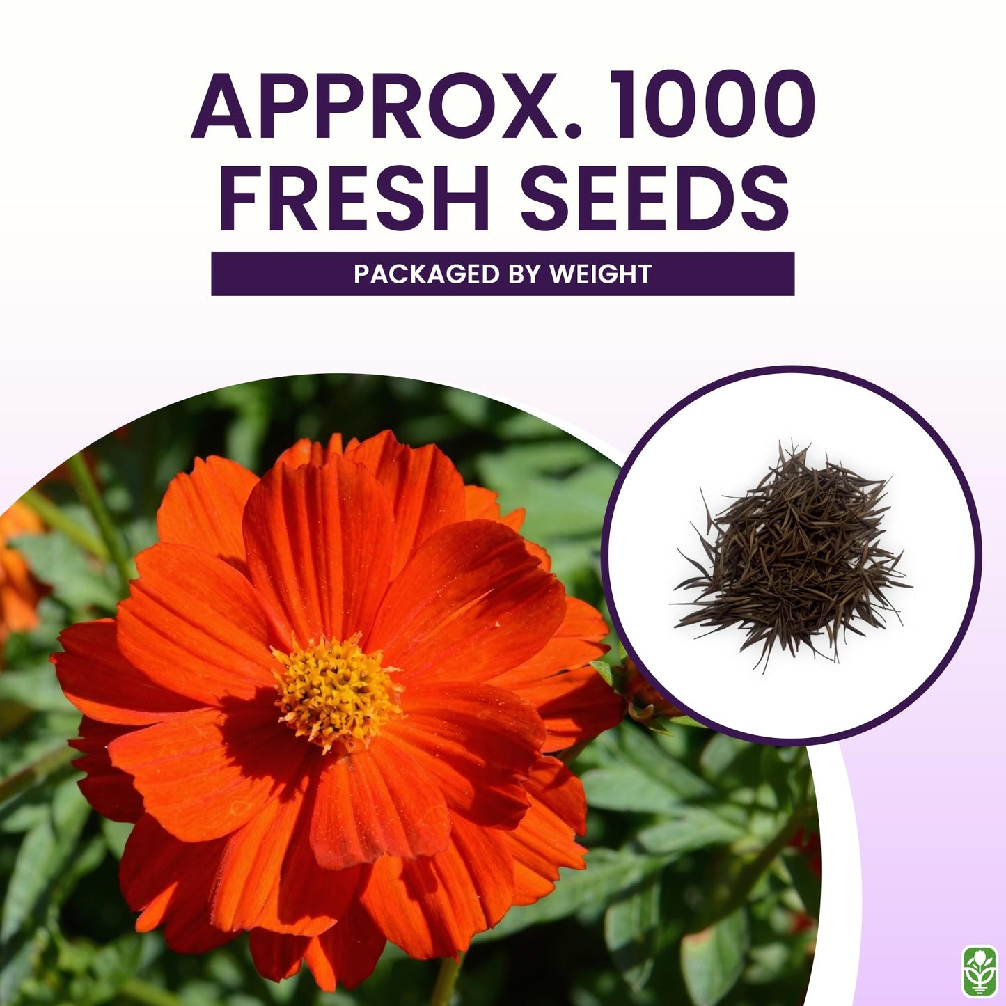 Red Crest Cosmos - Long Blooming Season
