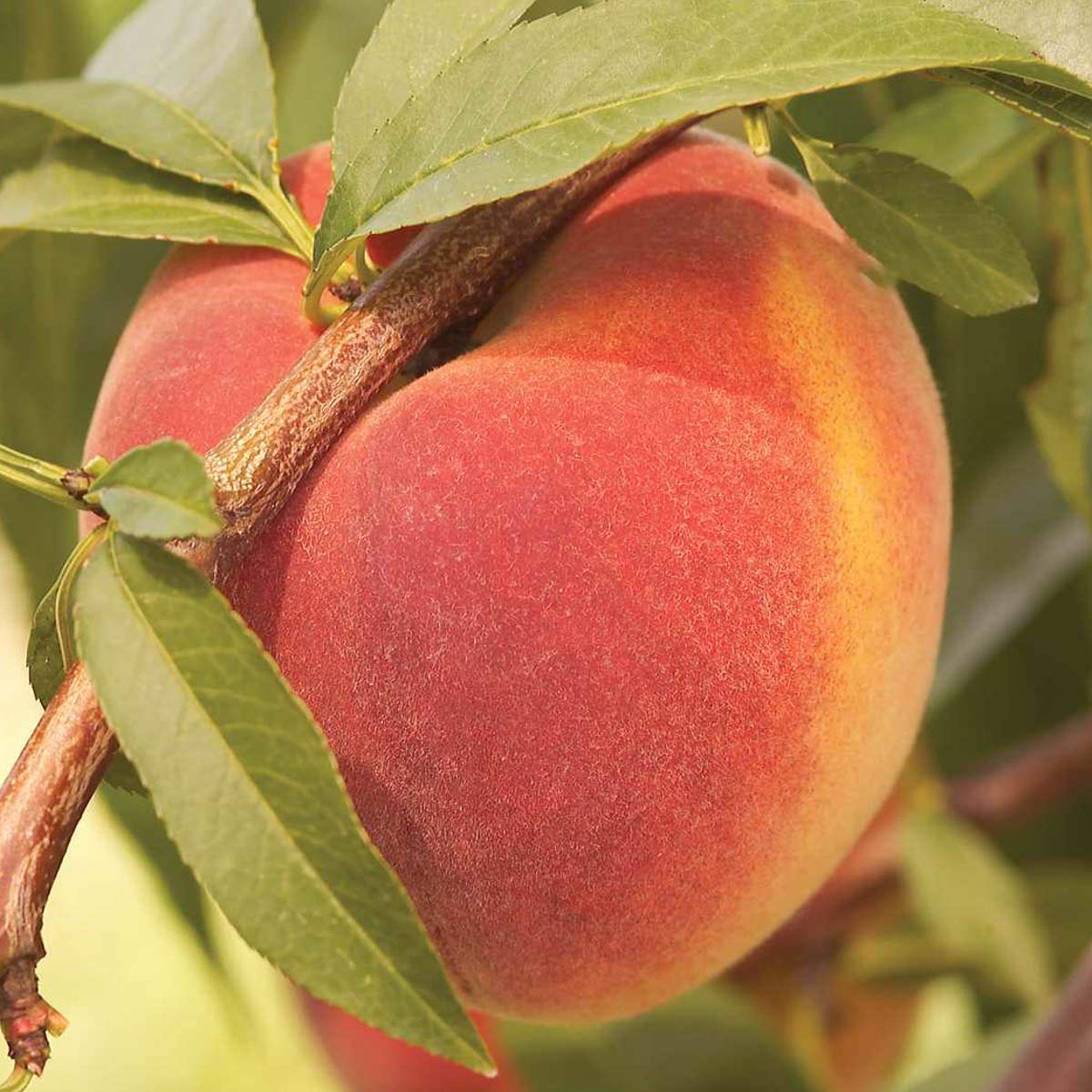 Contender Live Bare Root Fruiting Peach Tree - Includes 1 Tree per Order - Due to regulations Can't Ship to CA, CO, ID, MT, OR, or WA