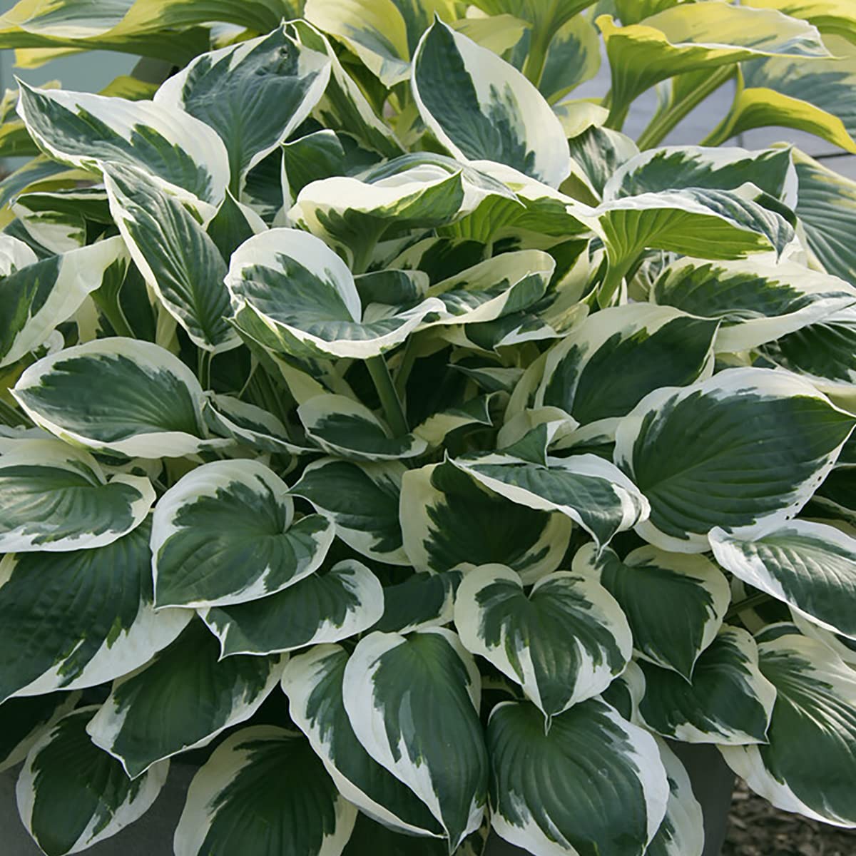 Van Zyverden Hosta Minuteman Set of 3 Roots