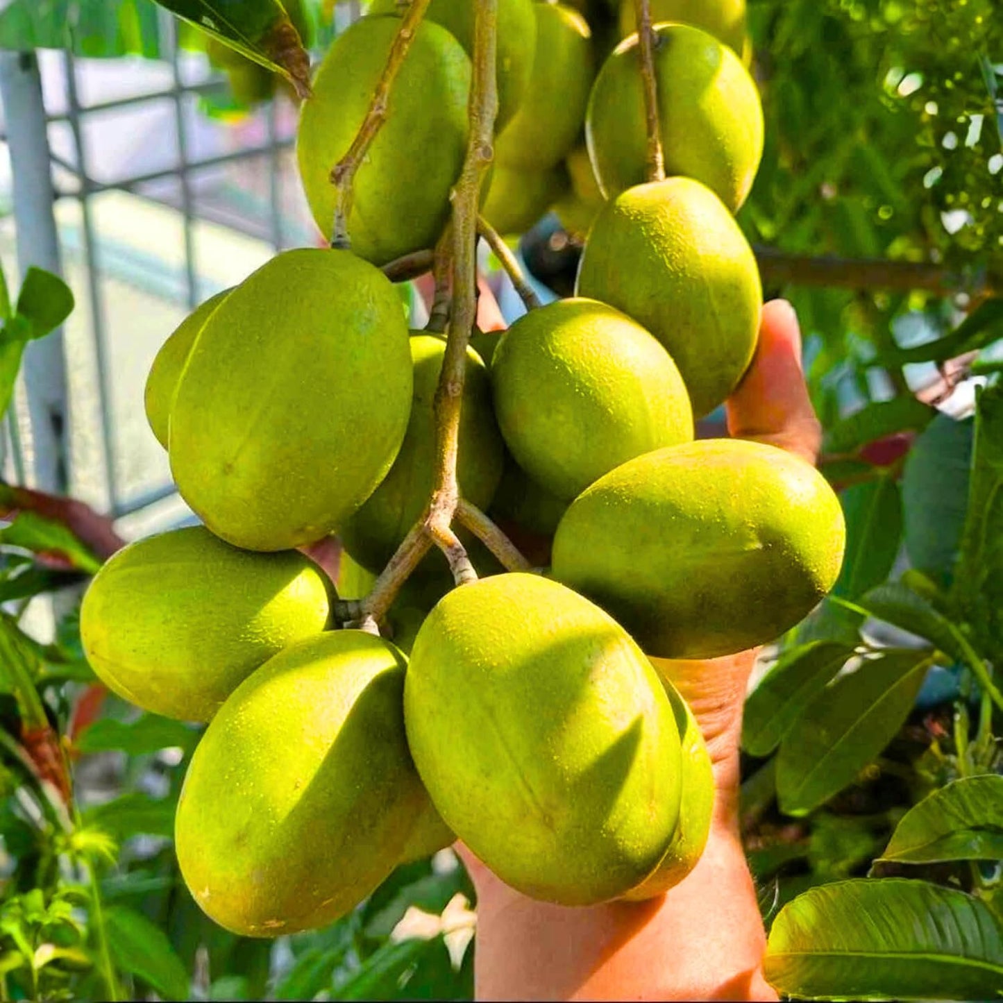2-3Ft June Plum Tree Live Plant, 3 Years Old Tropical June Green Plum Fruit Trees, Zones 10-11 Outdoor Planting