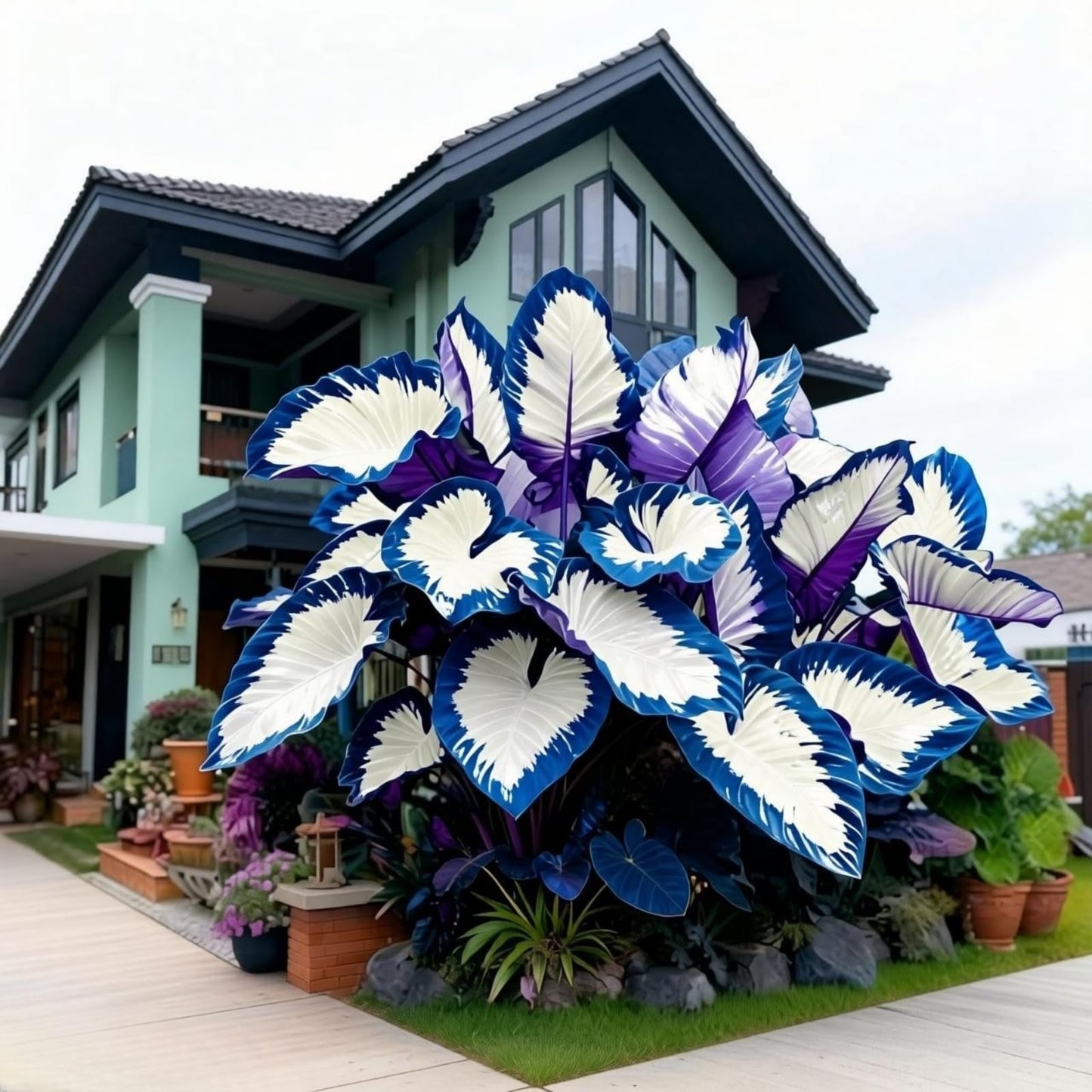 JWDSKT Fast Growing Elephant Ear Pattern - Excellent Landscaping Appeal, Ideal for Shade Gardens, Drought-Tolerant, Striking Colors and Patterns (6)