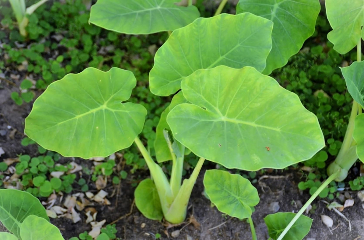 Elephant Ear Bulbs for Planting - Colocasia – Large Tropical Elephant Ears for Garden & Containers – Fast-Growing Ornamental Bulbs (3 Bulbs)
