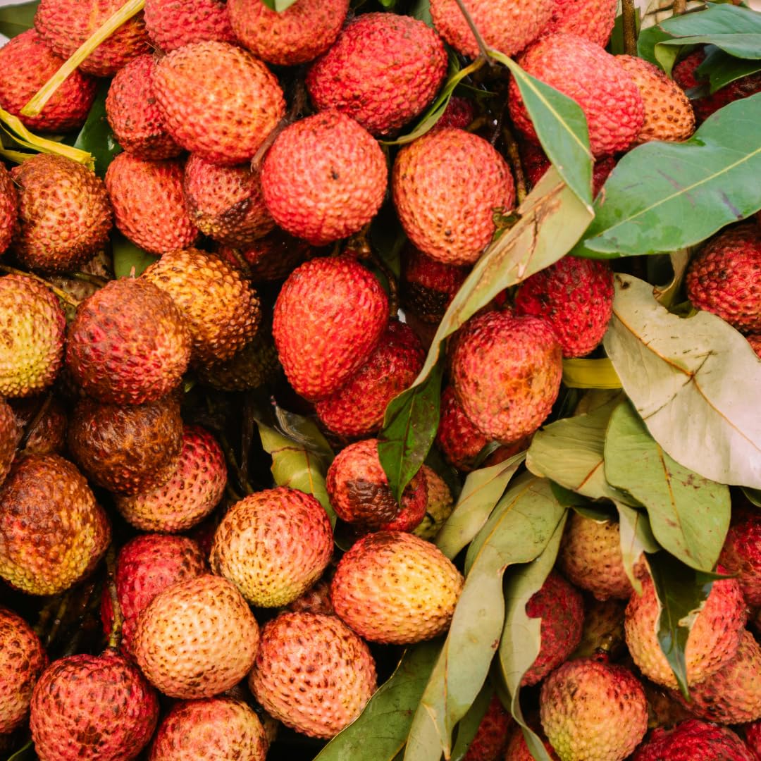 Live Sweetheart Lychee Fruit Tree, Perennial Tropical Lychee Fruit Trees, 3-4 Feet Tall in 3 Gallon Pot for Oudoor Garden, No Ship to CA
