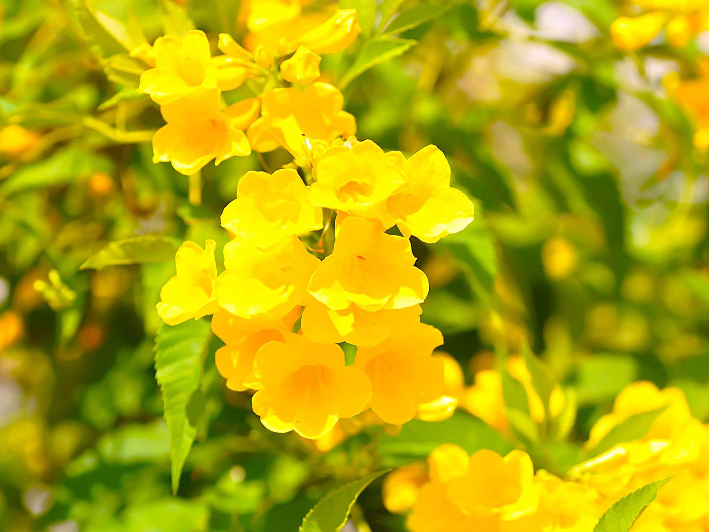 Greenwood Nursery: Live Perennial Plants - Yellow Trumpet Creeper Vine + Campsis Radicans - [Qty: 5X 3.5 Pots] - (Click for Other Available Plants/Quantities)