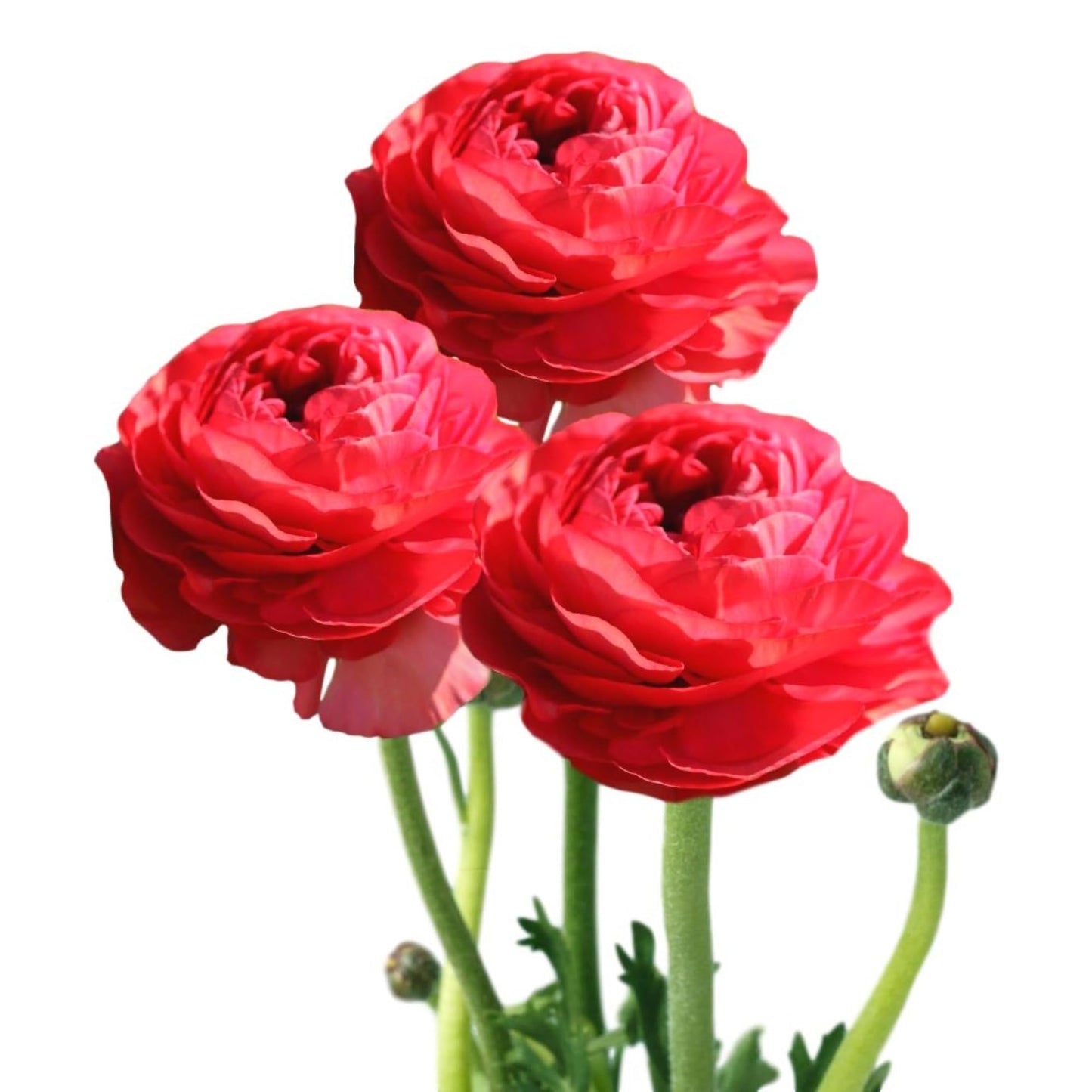Easy to Grow Ranunculus Tecolote Rose 10 Flower Bulbs - Spring Rose-Pink Blooms in Sun, Carlsbad Flower Fields, Great for Cutting
