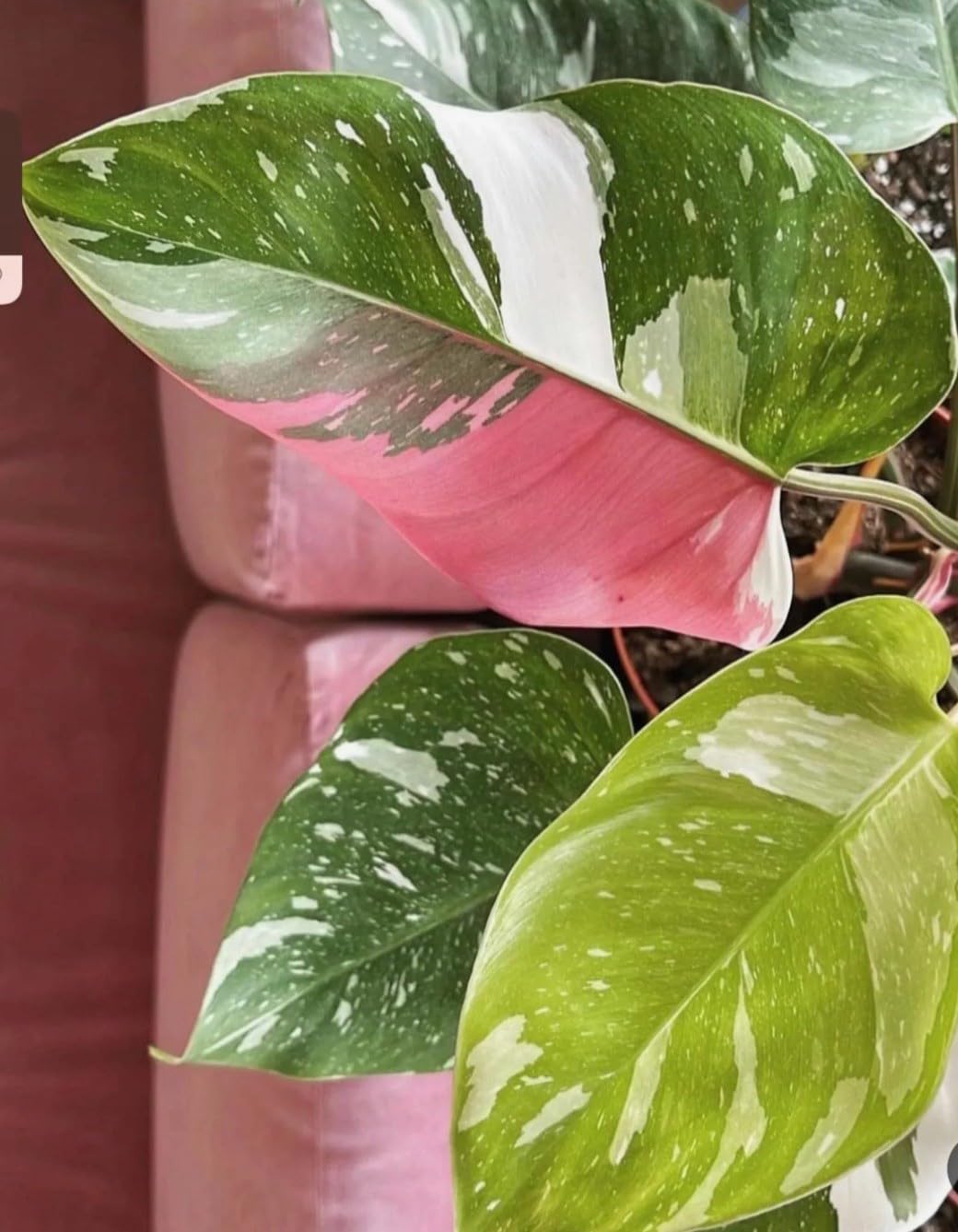Live Plant - White Princess Pink Tricolor Half Moon Philodendron-Small Rooted Starter Plant