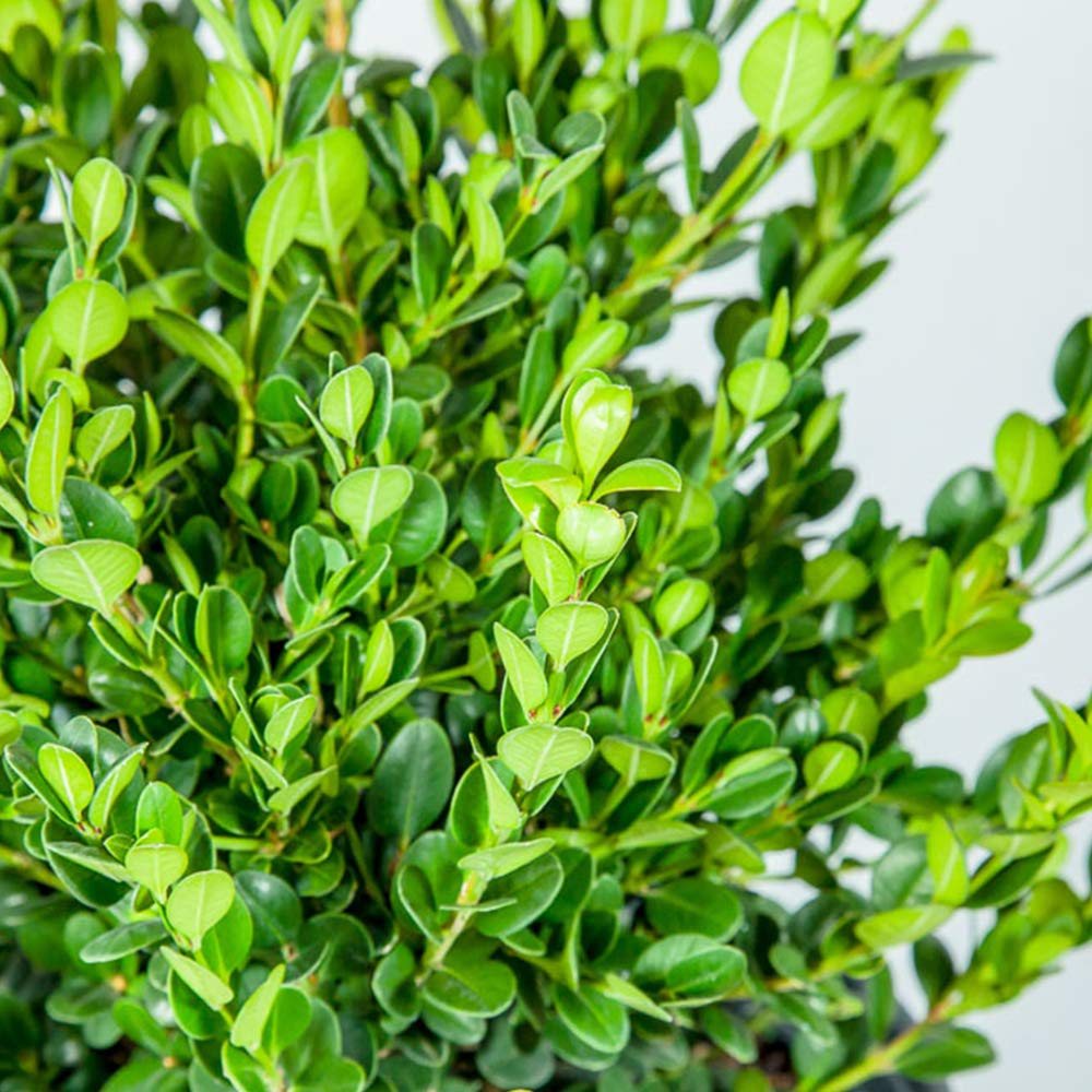 Perfect Plants Wintergreen Boxwood Live Plant, 3 gallon, Includes Care Guide