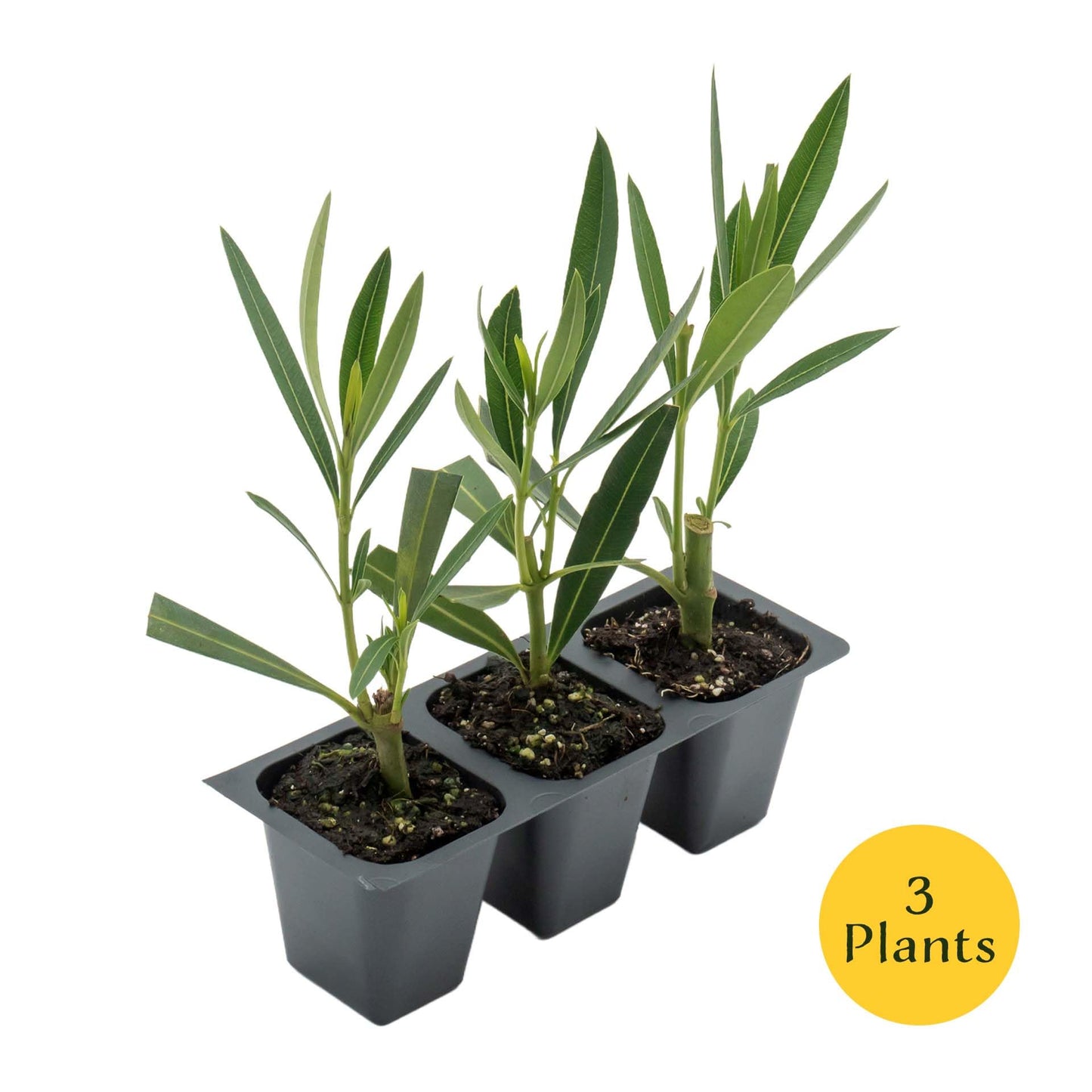 3 White Oleander (Nerium Oleander ‘Sister Agnes’) | Fast-Growing Evergreen Flowering Shrub with Pure White Blooms and Dense Green Foliage | 2.5” Nursery Cubes, Ready-to-Plant Live Starter Plants