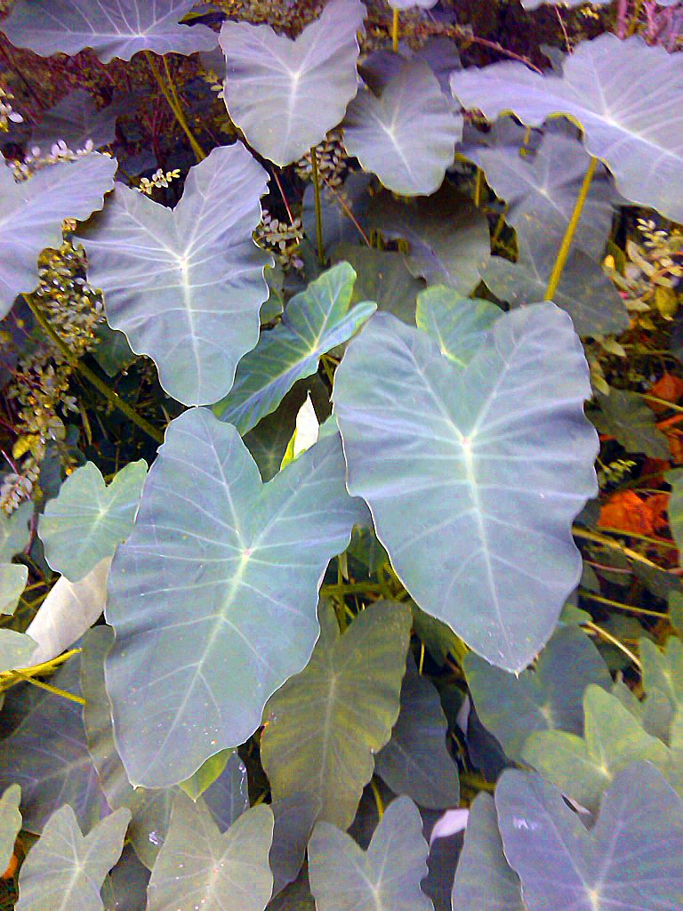 3 Elephant Ears Bulbs- Jack's Giants