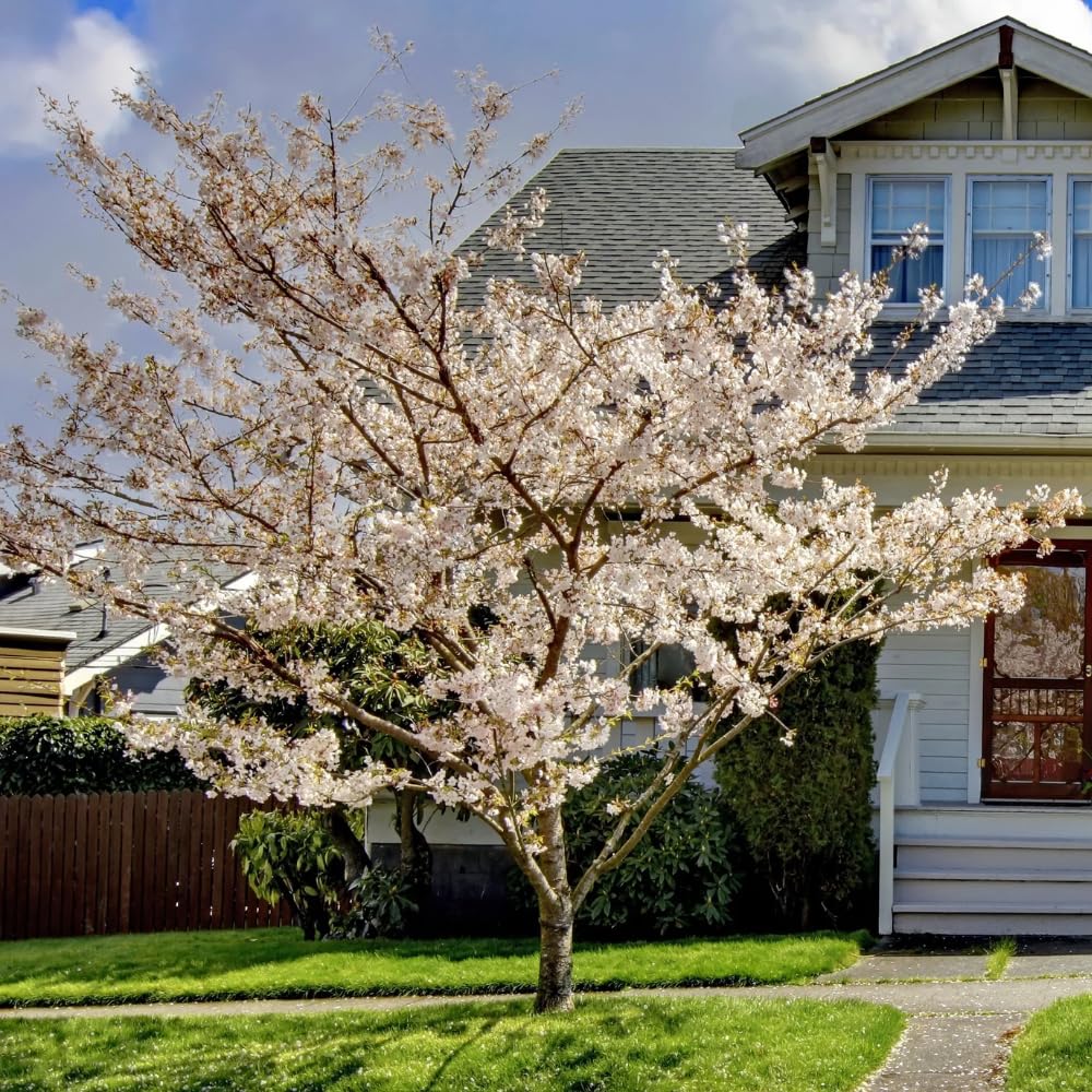 Cherry Blossom Tree, Live Ornamental Tree 6-12" Tall in Pot, Beautiful Spring Blooms for Outdoor Planting (Snow Cherry Blossom)