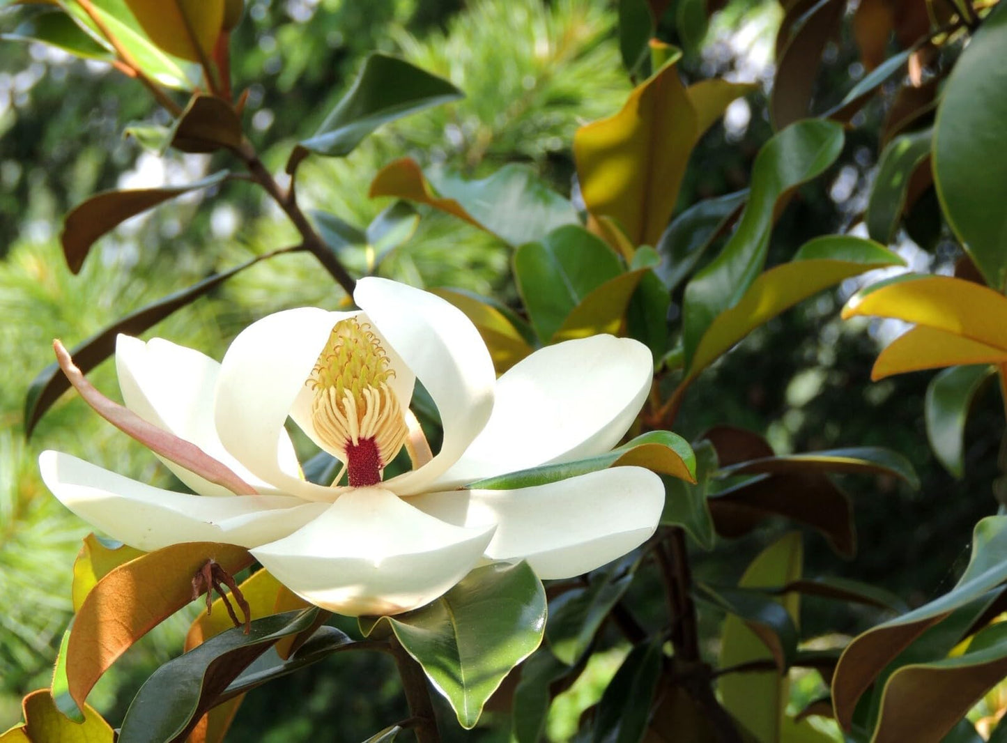 Live Plant - Southern Magnolia Tree 20-28 inch Tall
